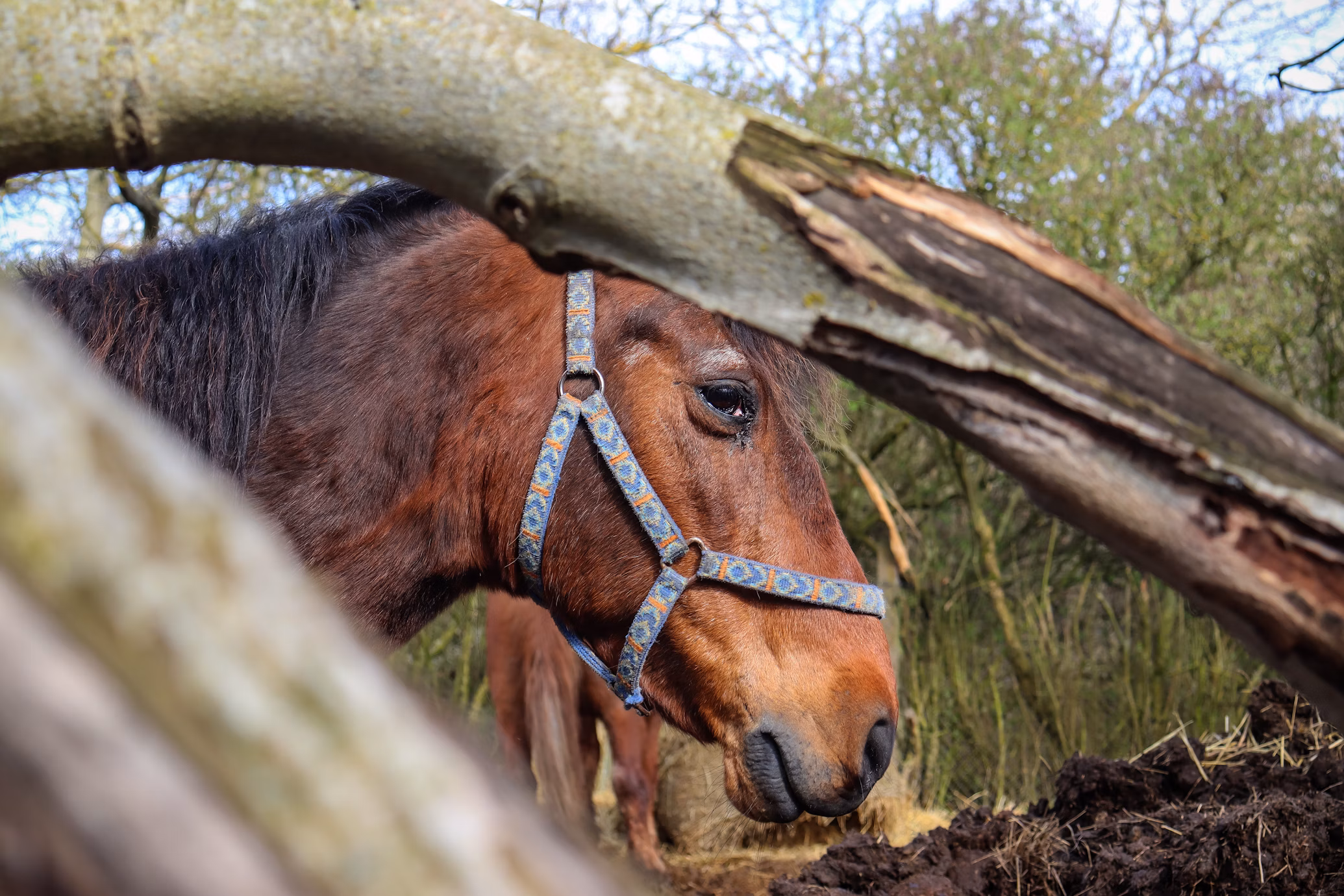 Animals looking for home